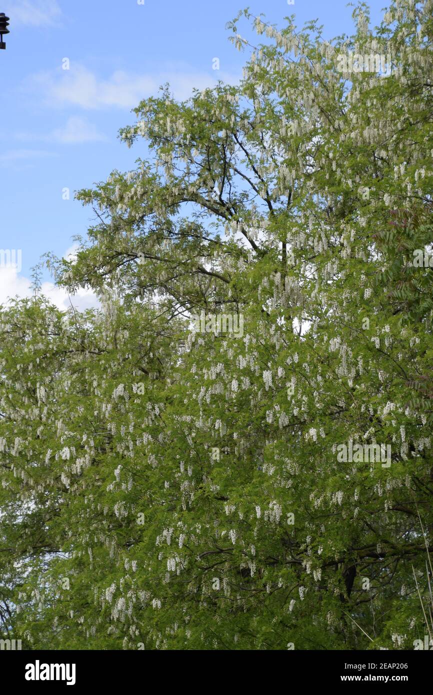 Acacia azul fotografías e imágenes de alta resolución - Página 10 - Alamy