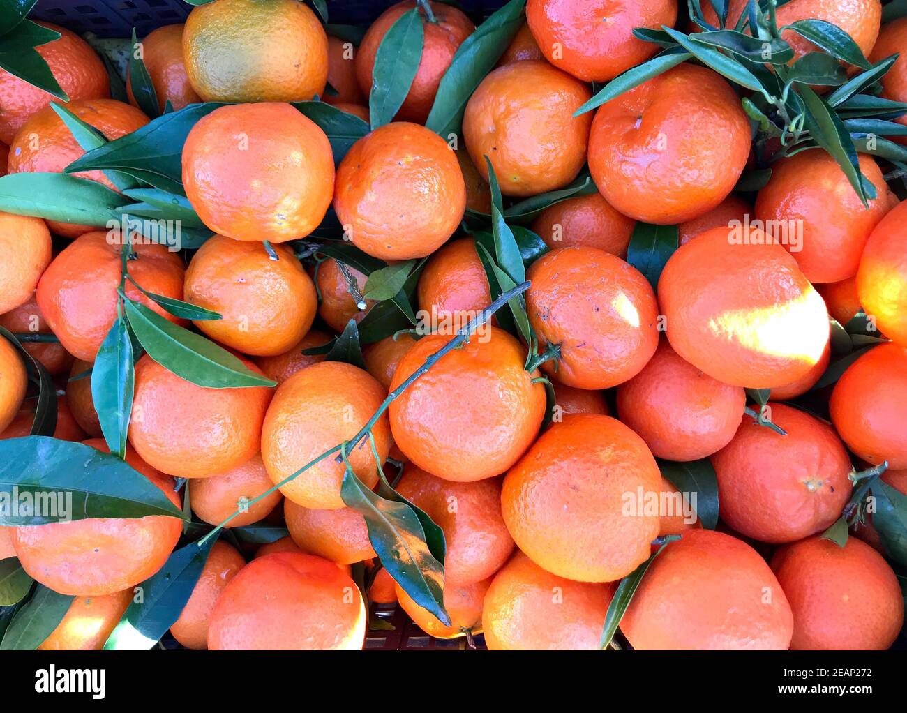 Mandarinas frescas Foto de stock