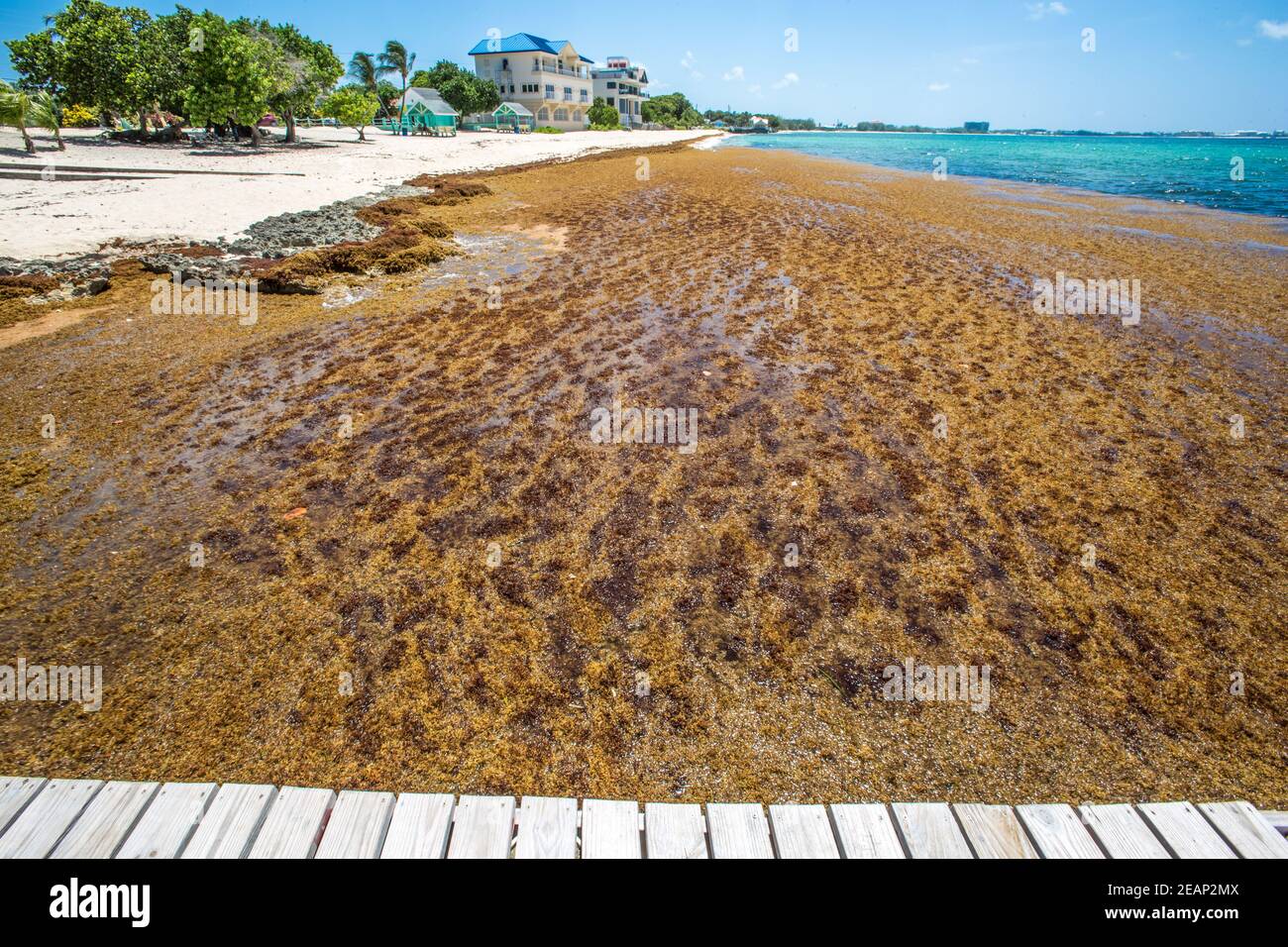 Brown Sargassum (clase Phaeophyceae) algas marinas en el Caribe Islas