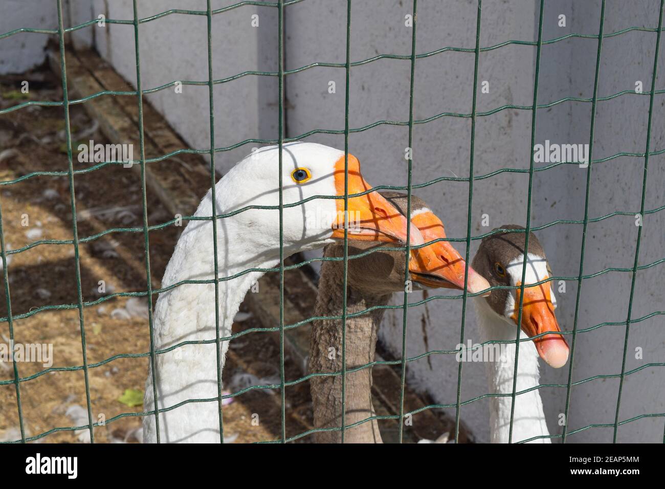 Gansos en el recinto de la celda. El contenido de los gansos en la granja Foto de stock