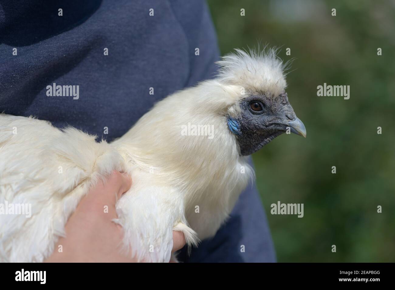 Imagen más suave de un pollo blanco silkie que se sostiene, se centran en las plumas Foto de stock