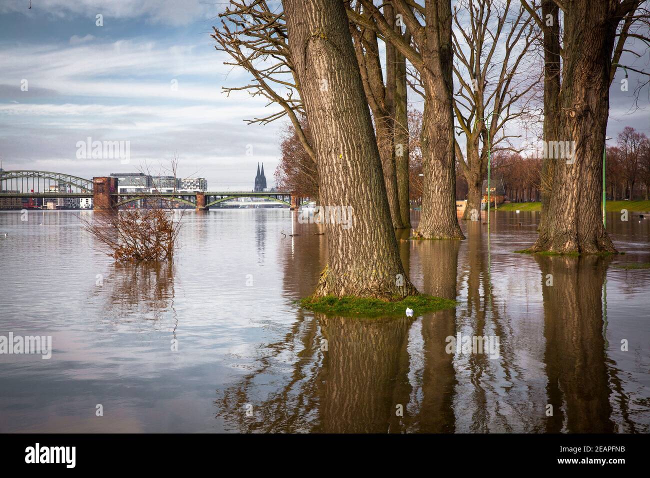 Inundación del río Rin el 5 de febrero. 2021, el prado inundado en el distrito de Poll, vista al puente sur y la catedral, Colonia, Alemania. Foto de stock