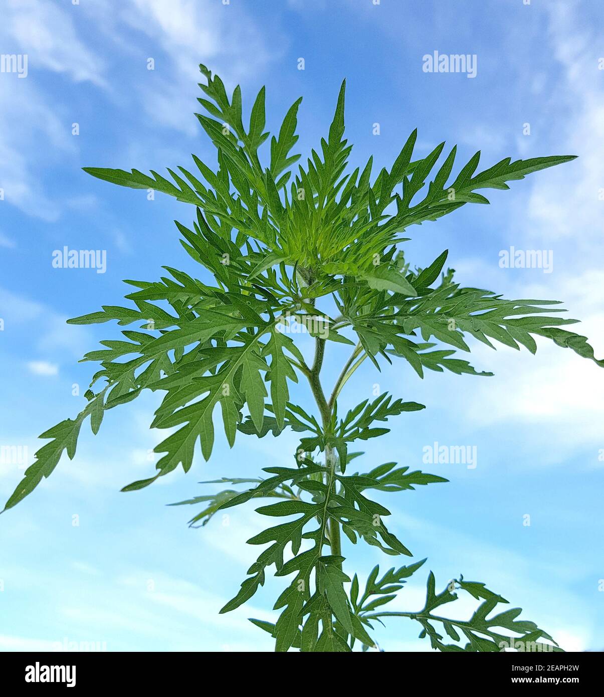 Ambrosia artemisiifolia fotografías e imágenes de alta resolución Alamy