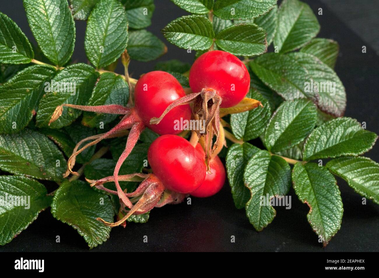 Apfelrose, Rugosa-Rose, Rosa rugosa, Wildrose Foto de stock