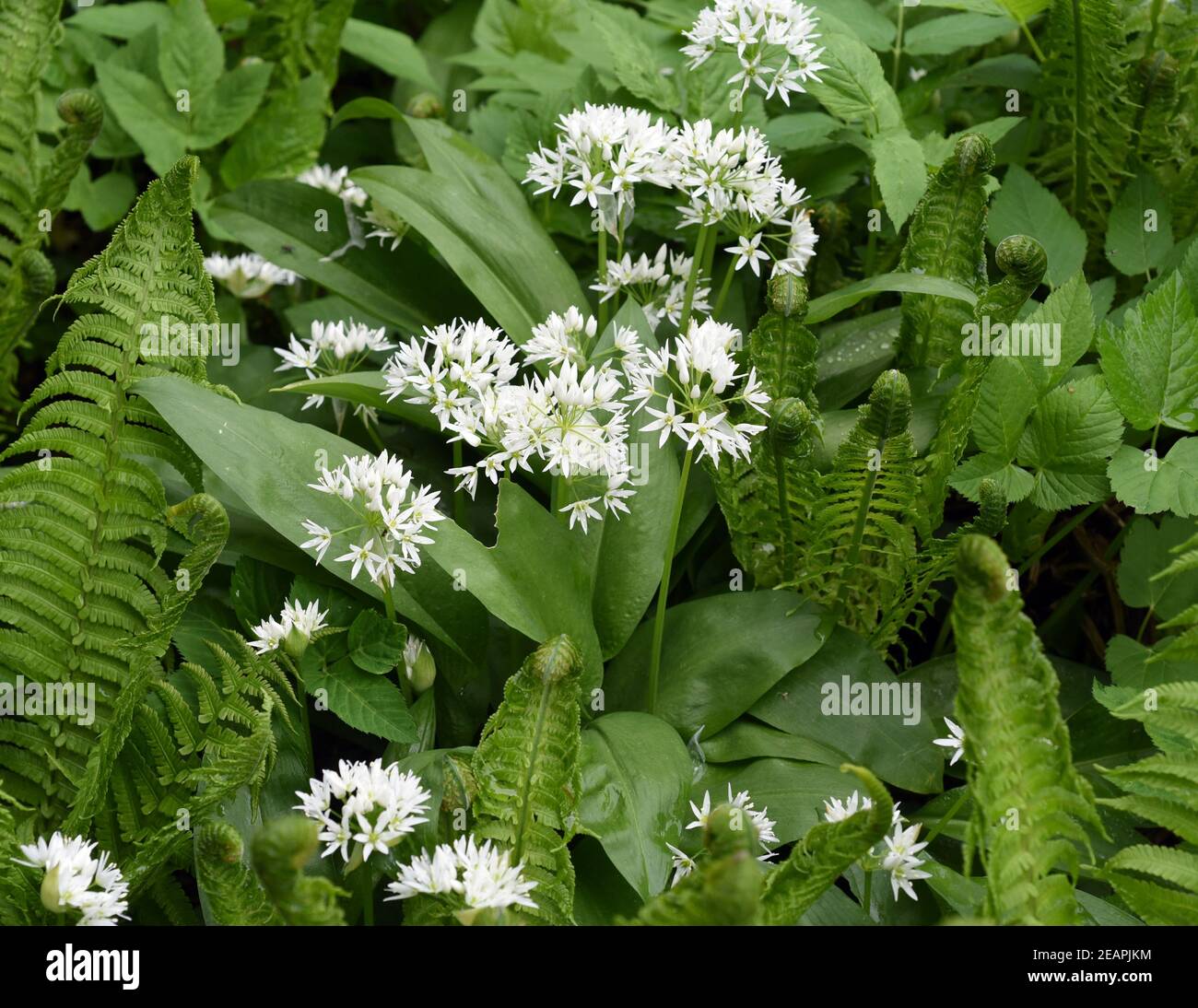 Allium ursinum Baerlauch,, Foto de stock