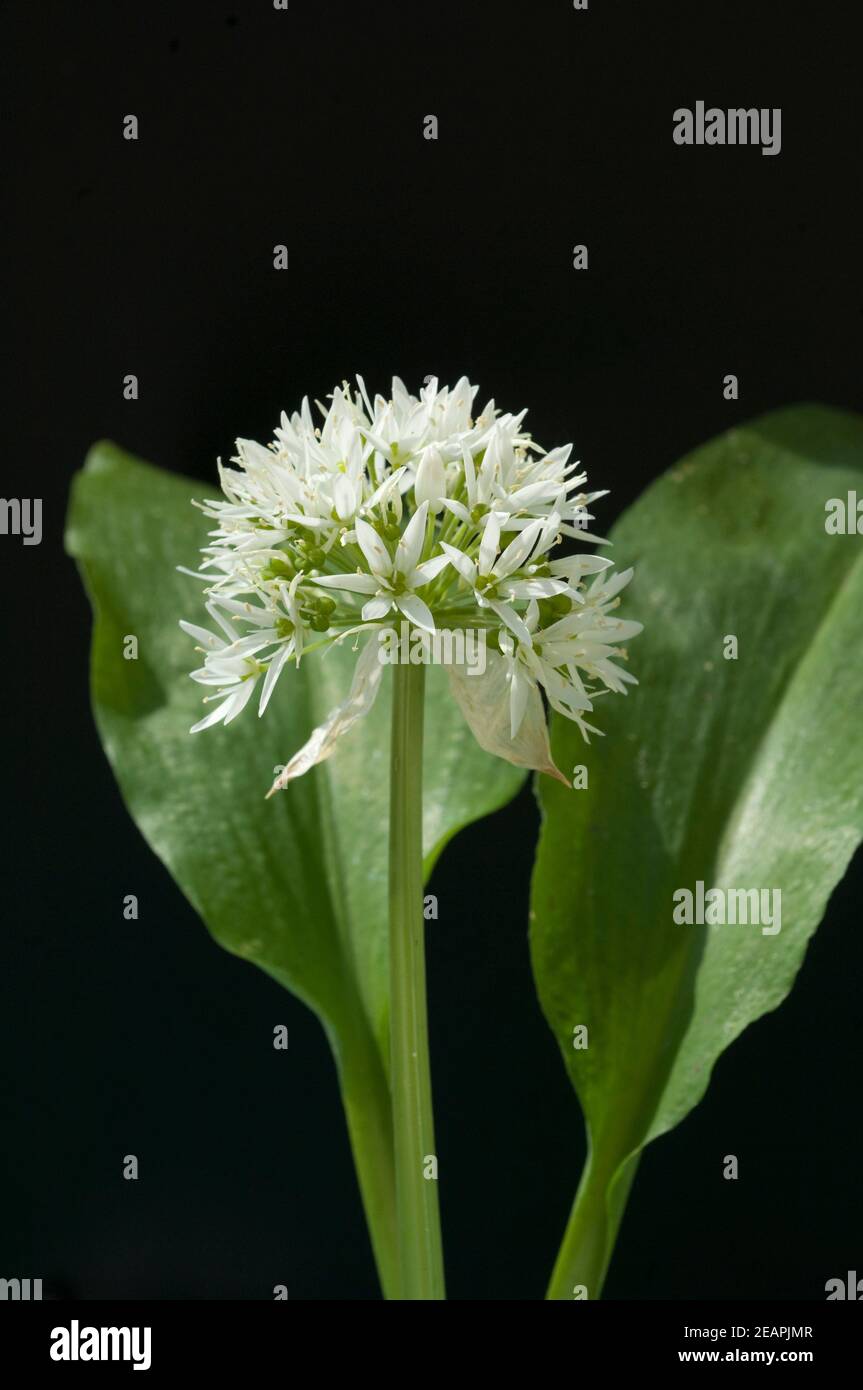 Baerlauch, Allium ursinum Foto de stock