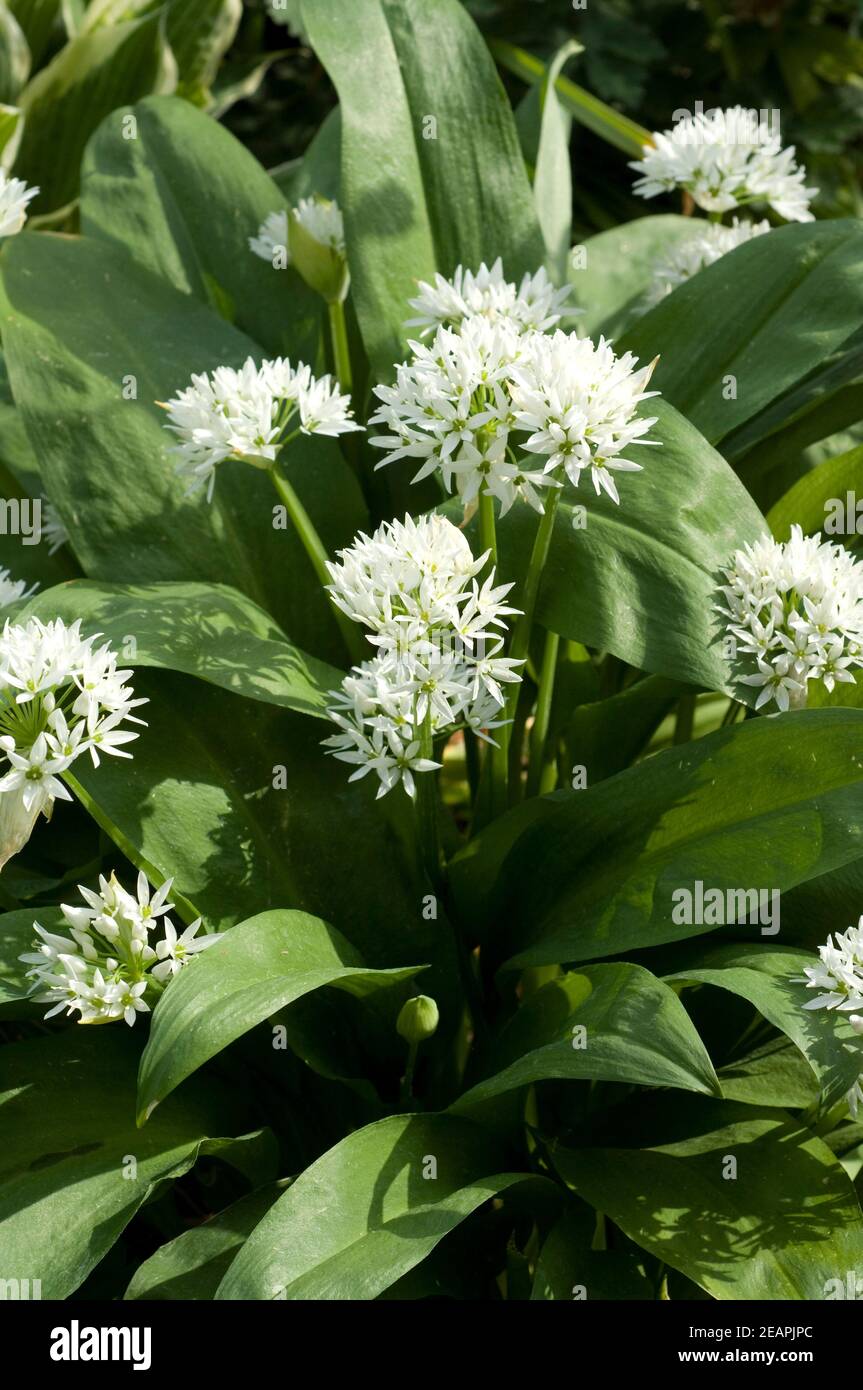 Baerlauch Allium ursinum Foto de stock