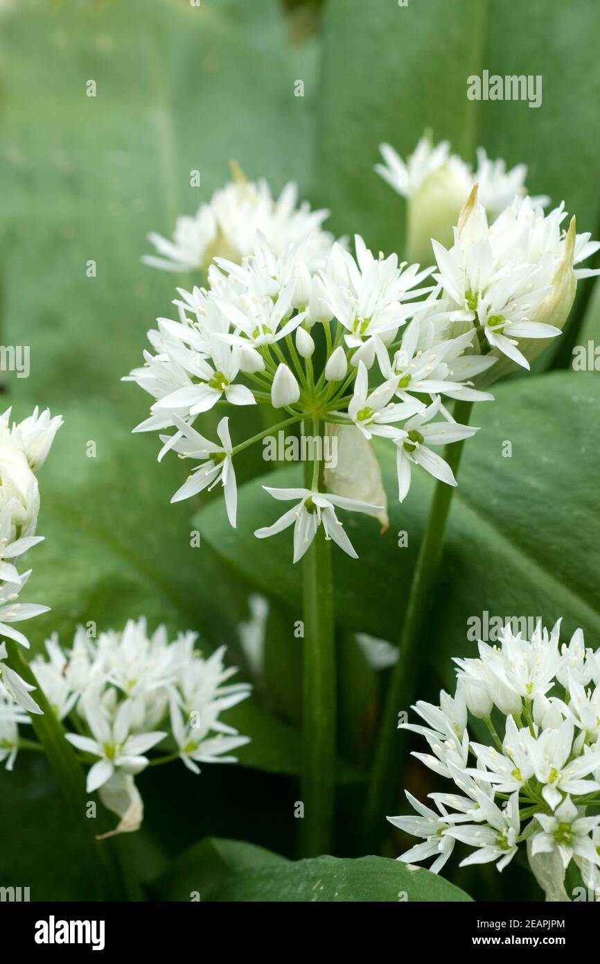 Baerlauch Allium ursinum Foto de stock