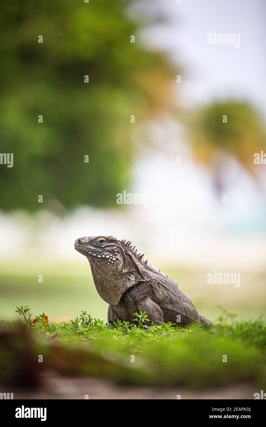 Caymans iguana menor (Cyclura nubila caymanensis).Caribe, Islas Caimán, Islas Caimán, Islas Caimán, Indias Occidentales. Roca iguana subespecie en peligro Foto de stock