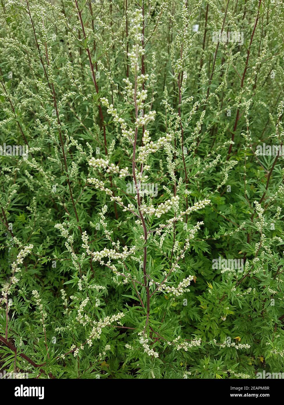 Beifuss Artemisia vulgaris, Heilpflanze Foto de stock
