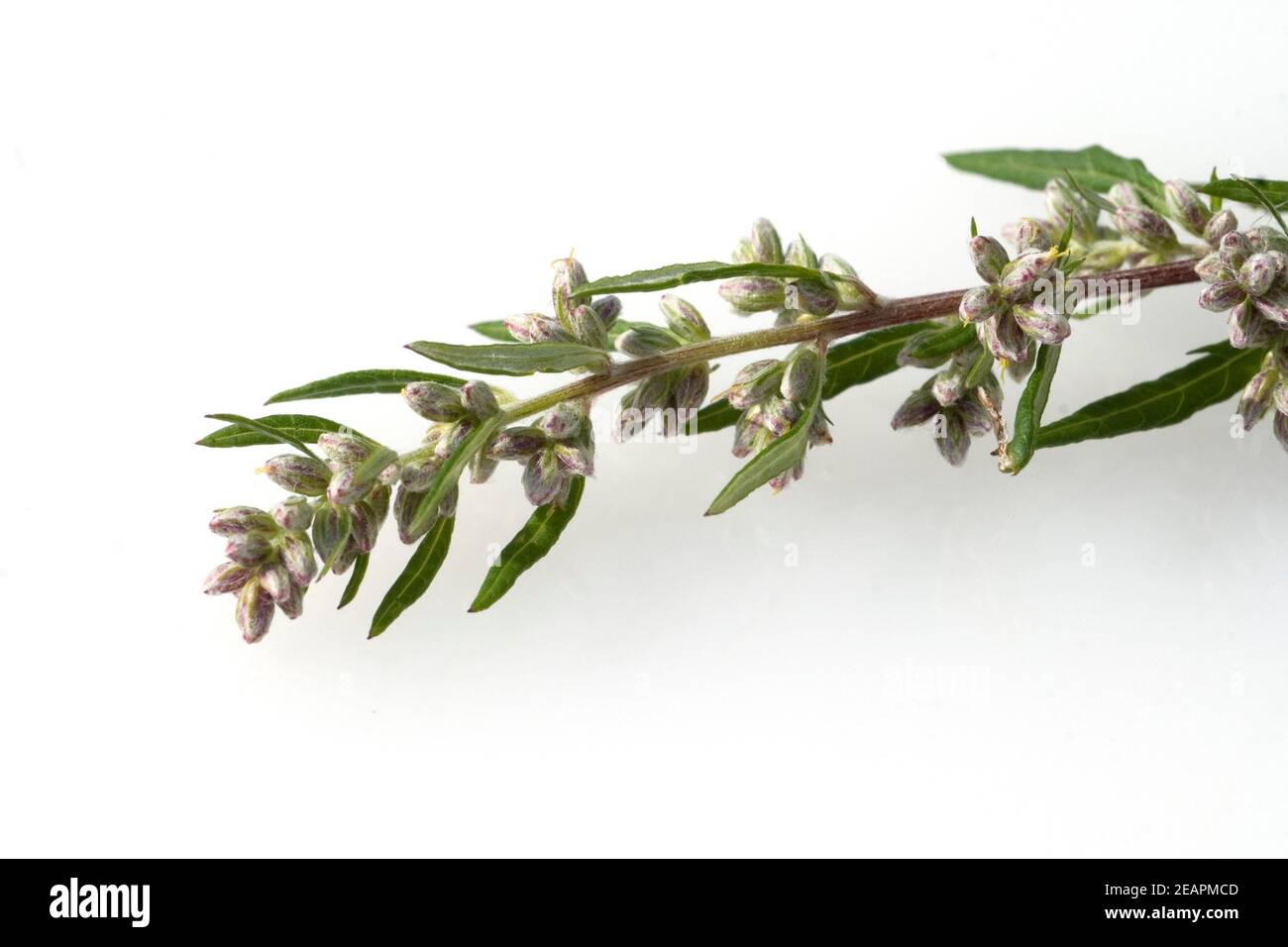 Beifuss Artemisia vulgaris Foto de stock