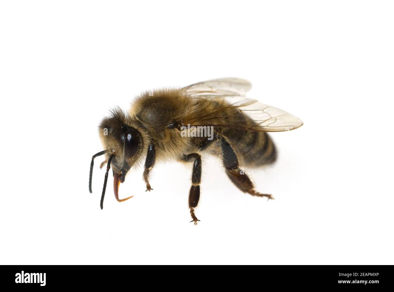 Biene, Apis mellifera Honigbiene Insekt Foto de stock