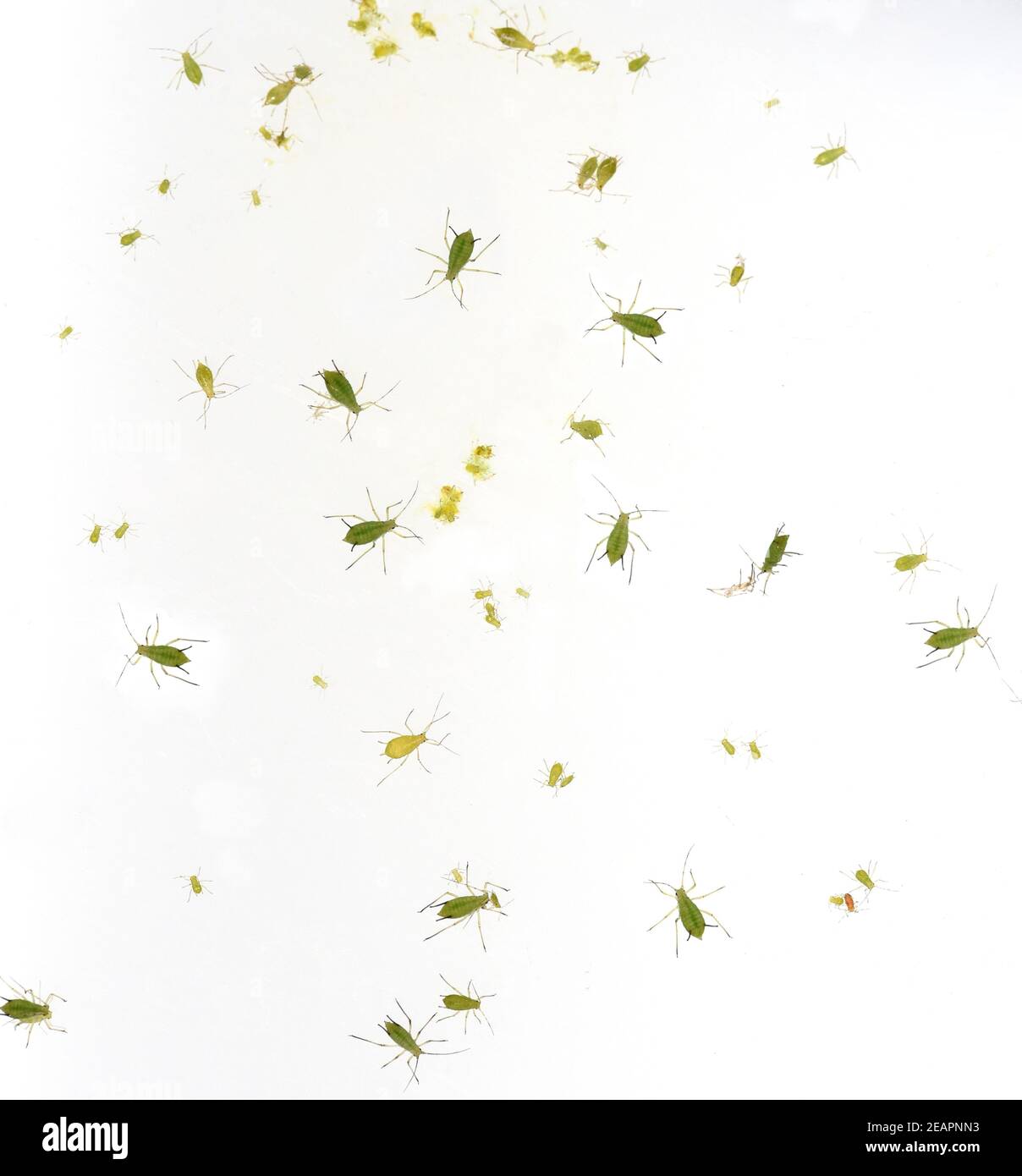 Blattlaeuse, Aphidina, Insekt Foto de stock