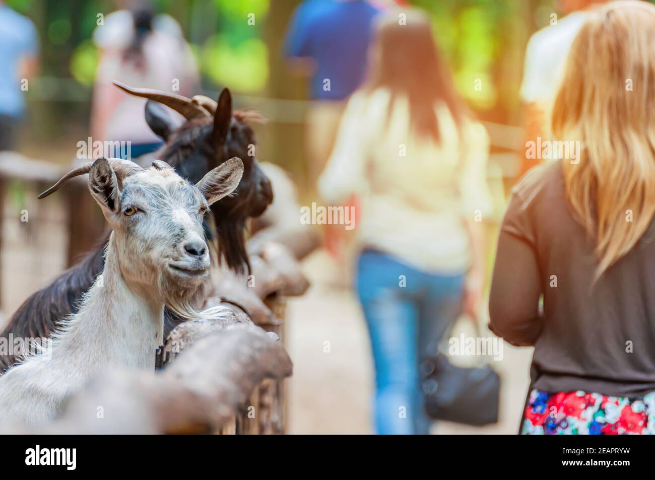 Portait de una cabra con la gente en el fondo. Foto de stock