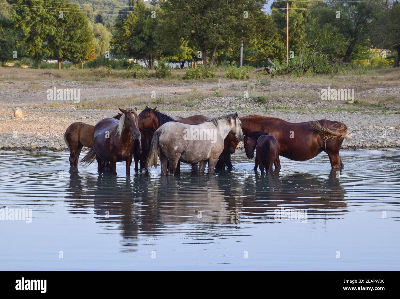 Paseo de caballos en línea con una contracción de río. La vida de los caballos Foto de stock