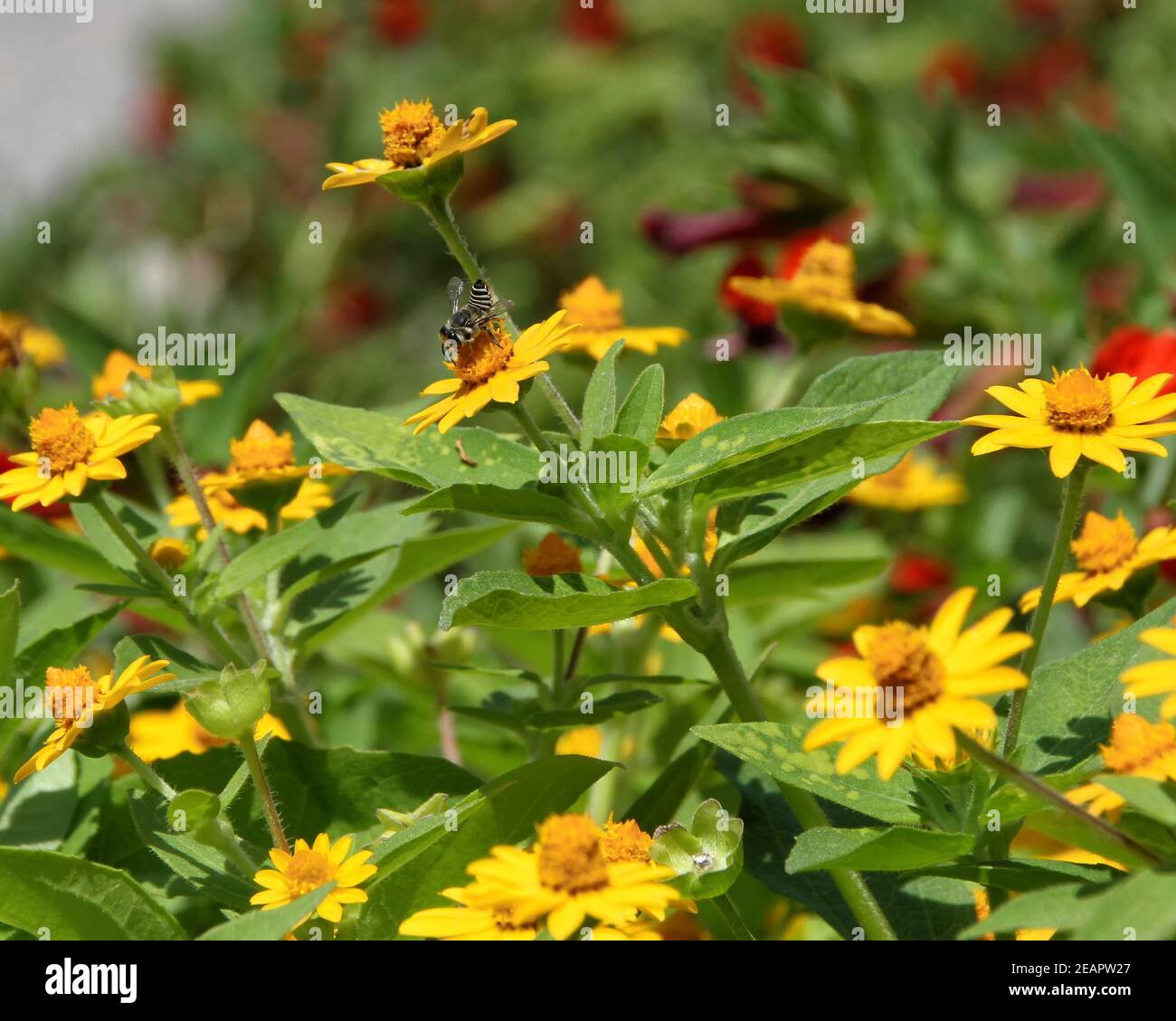 Una pequeña abeja negra y blanca de Texas Leaf Cutter recoge el polen de una flor amarilla en un jardín municipal en Oklahoma City. Foto de stock