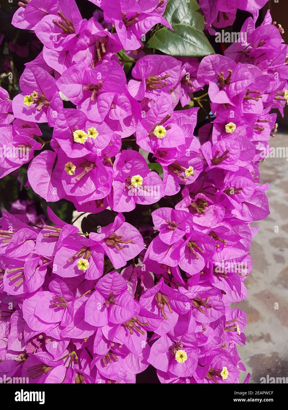Gorgainvillea glabra spectabilis Foto de stock