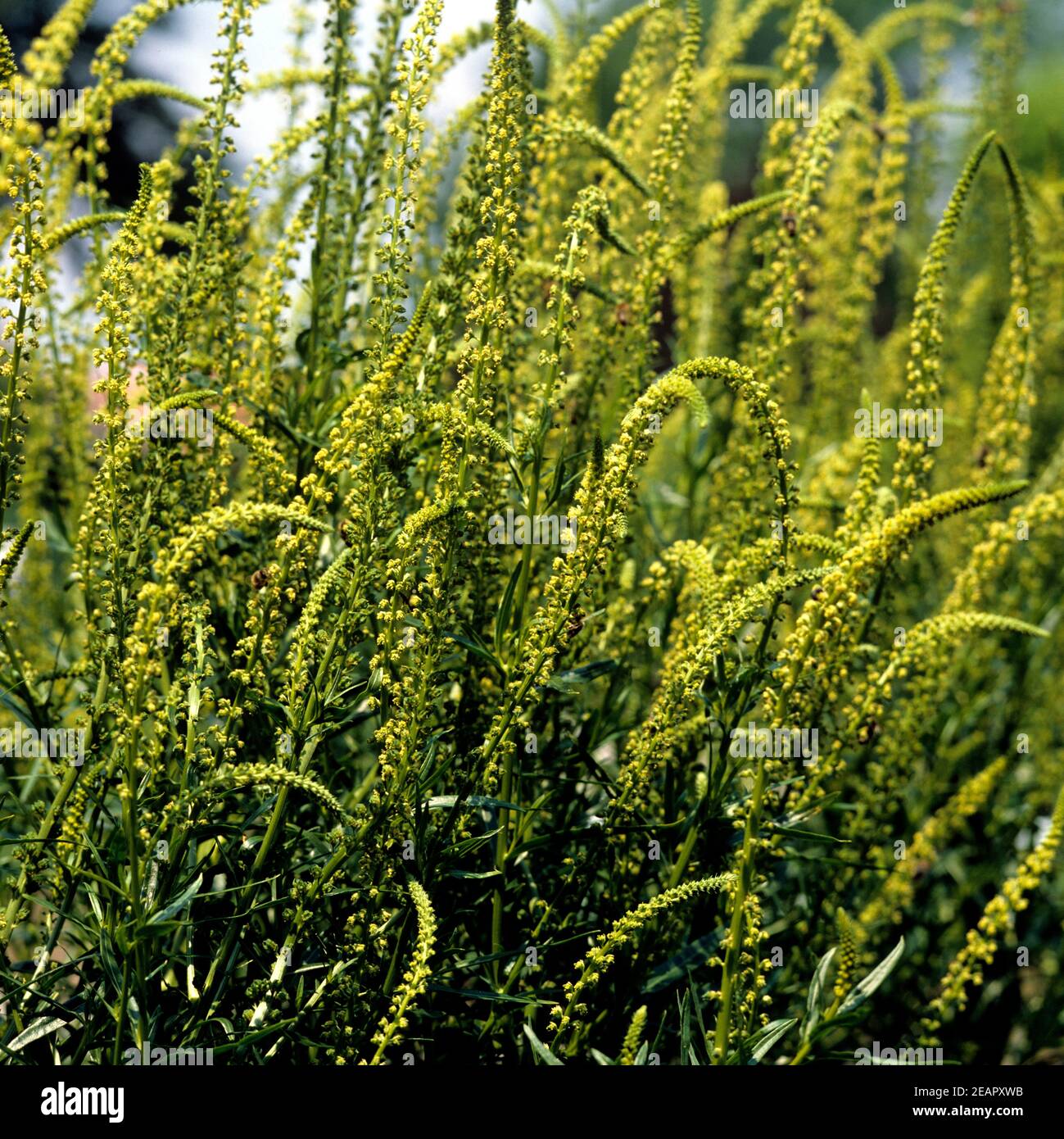 Faerber-Reseda Foto de stock