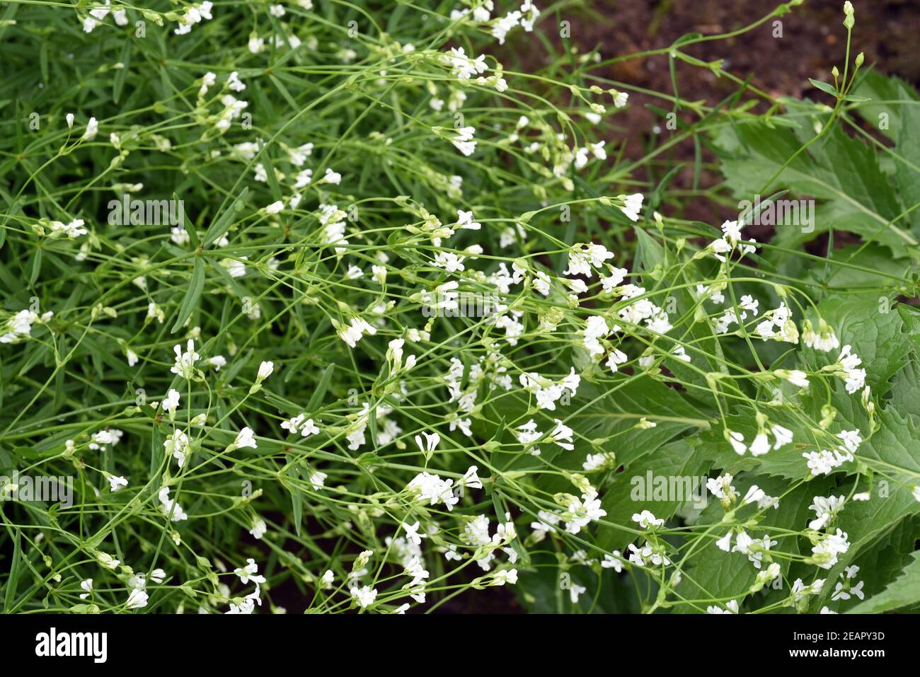 Faerbermeister, Asperula tinctoria, Foto de stock