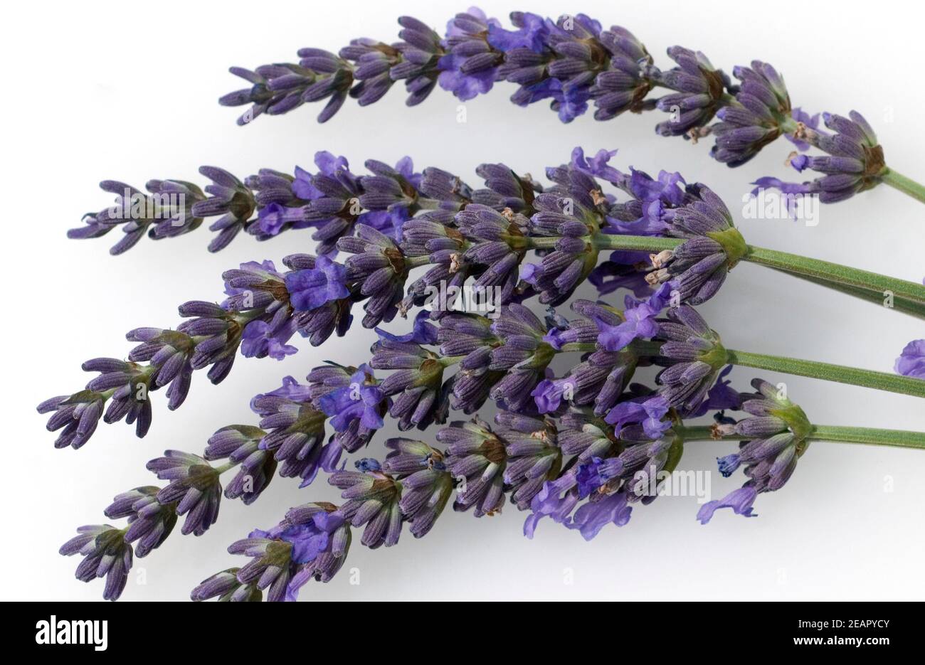 Lavendelstrauss Lavendel Lavendula angustifolia Foto de stock
