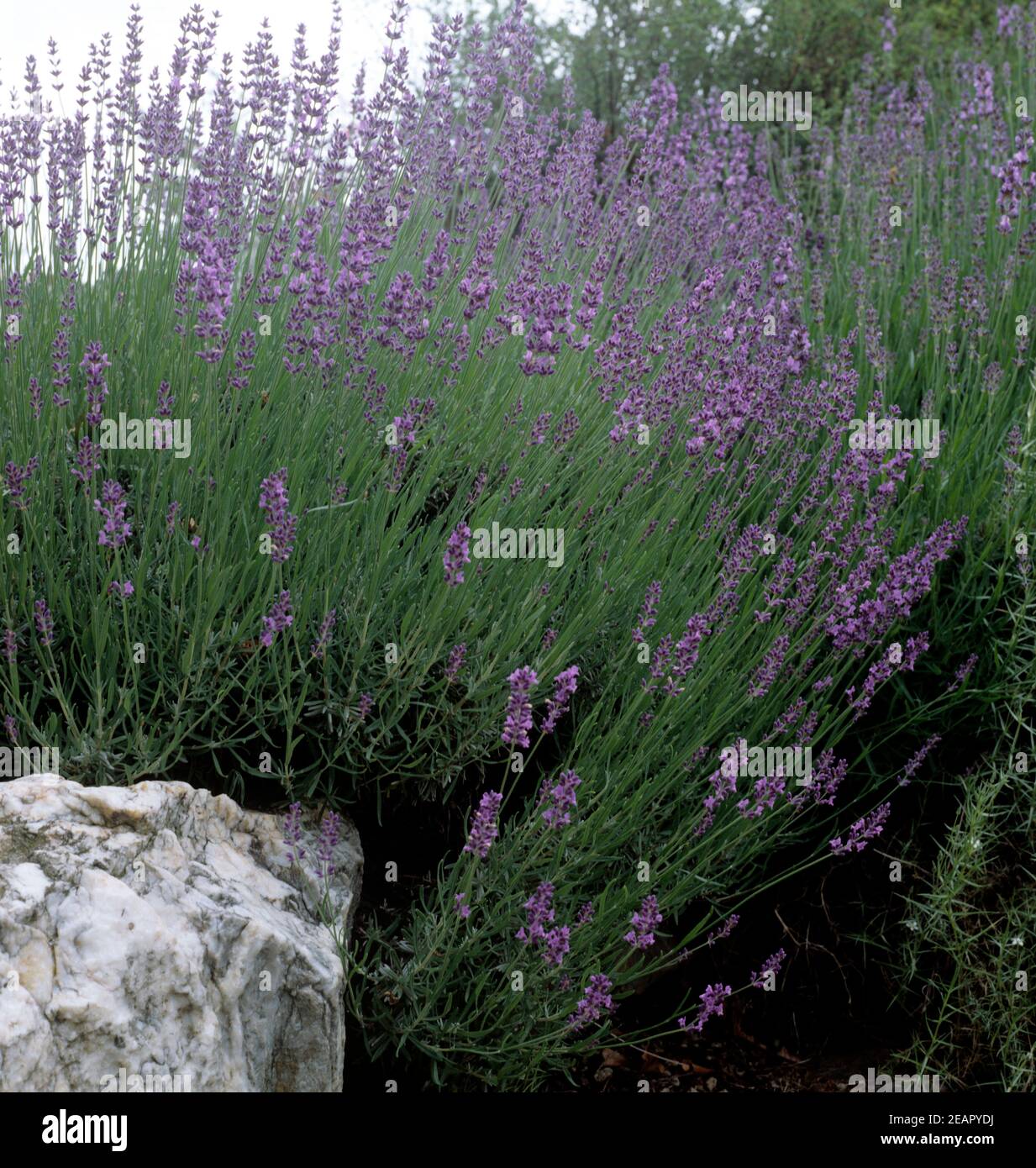 Lavendel, Lavendula angustifolia Foto de stock