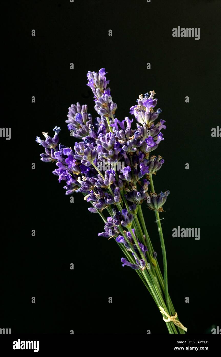 Lavendelstraeusschen Foto de stock