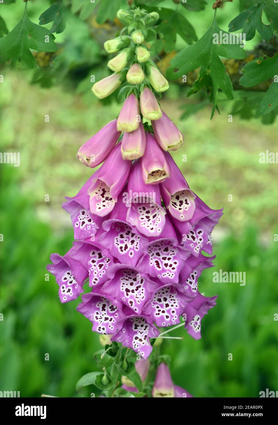 Fingerhut, Digitalis purpurea, Giftpflanze Foto de stock