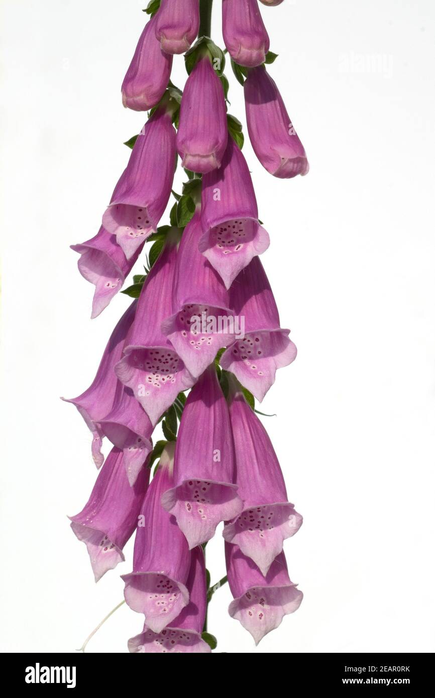 Fingerhut; Digitalis purpurea; digitálicos; Giftpflanze; Foto de stock