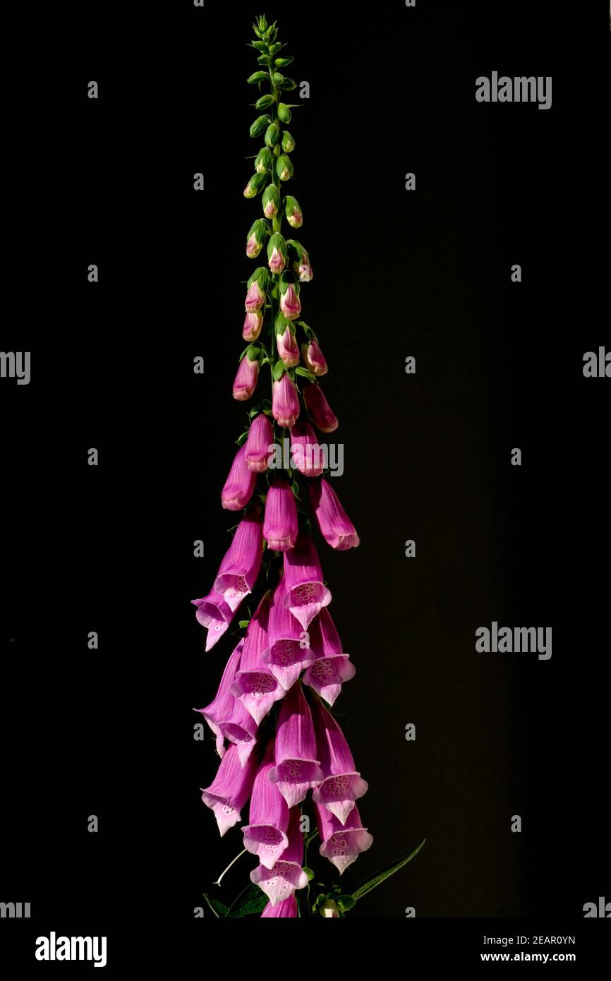 Fingerhut; Digitalis purpurea; digitálicos; Giftpflanze; Foto de stock