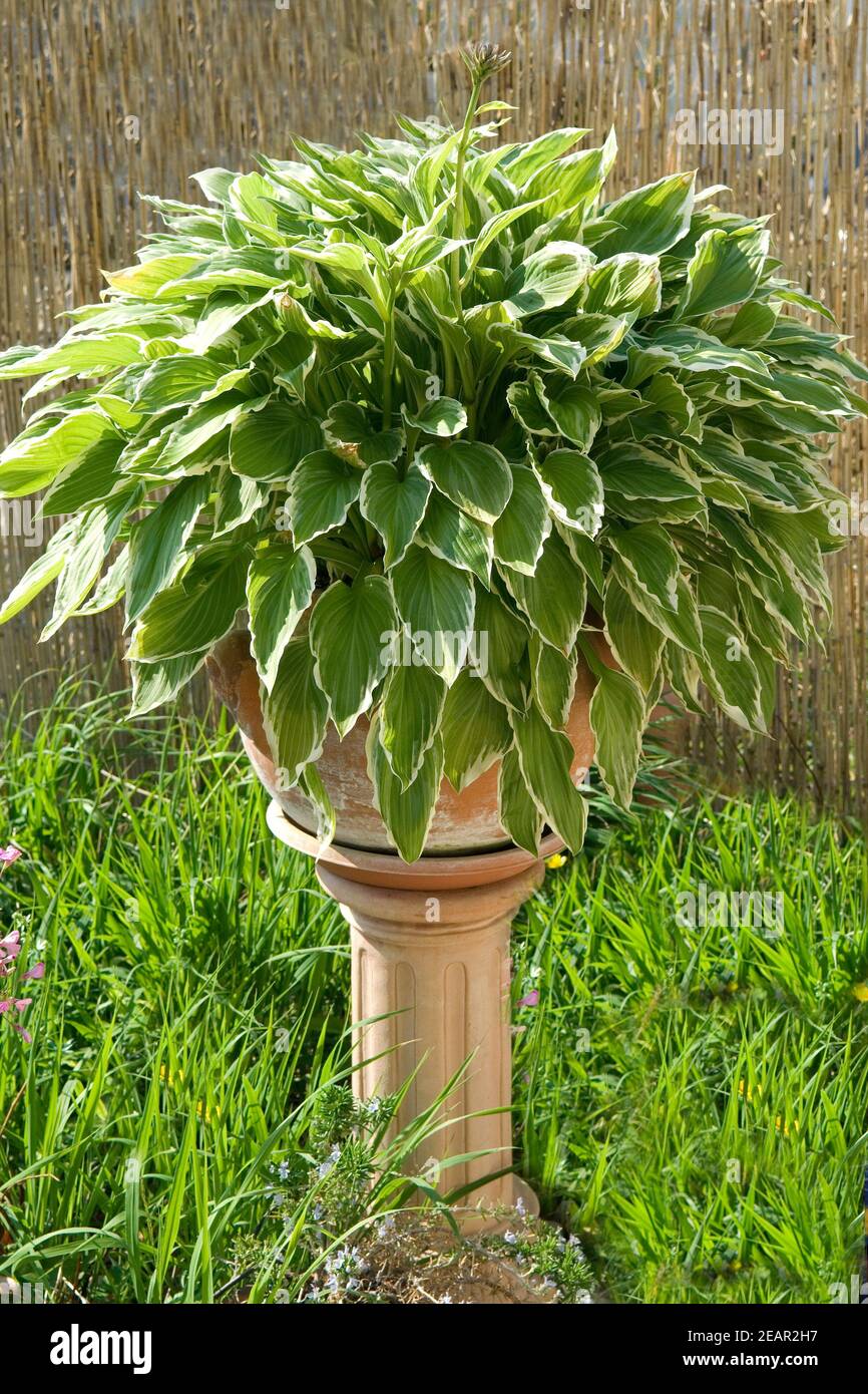 Funkie Hosta Blumenkuebel Foto de stock