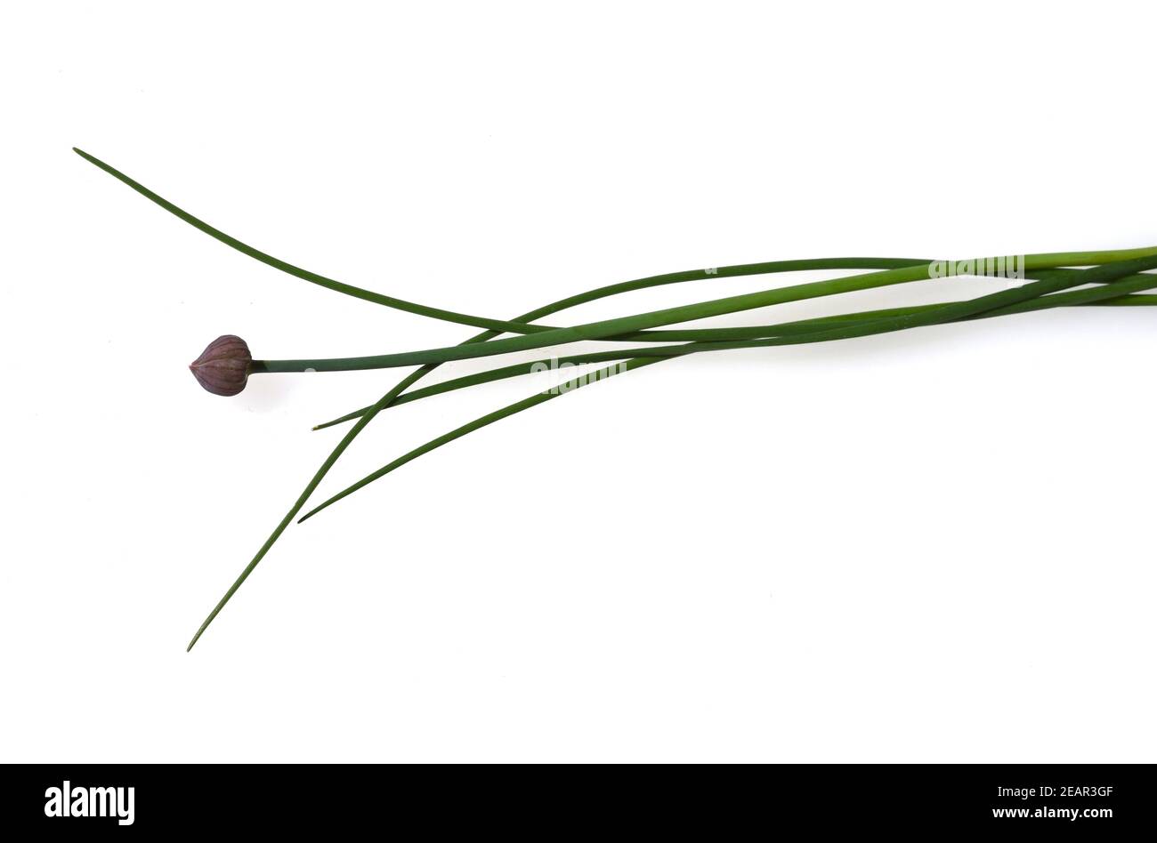 Schnittlauch, Allium, schoenoprasum Foto de stock