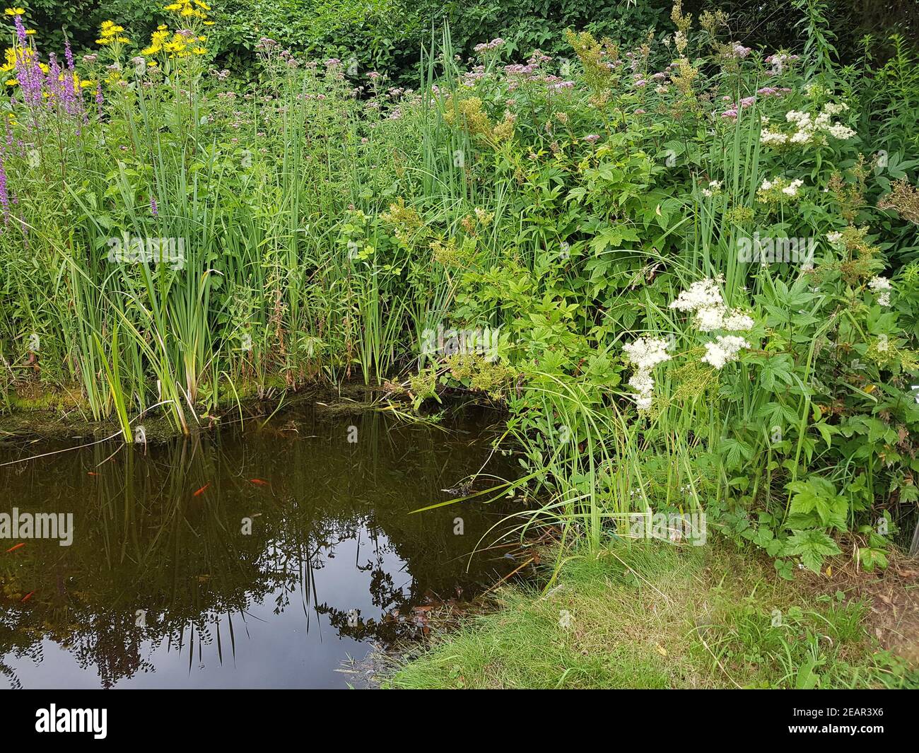 Gartenteich Wasser Wasserpflanzen Foto de stock