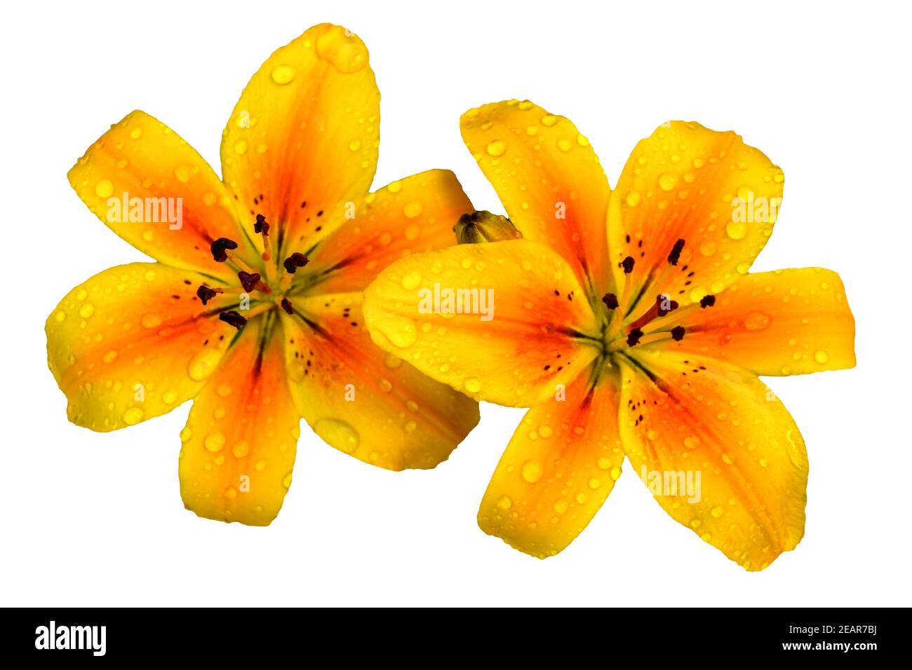 Flores de lirio amarillo y naranja sobre un fondo blanco liso. No hay  gente. Espacio de copia Fotografía de stock - Alamy