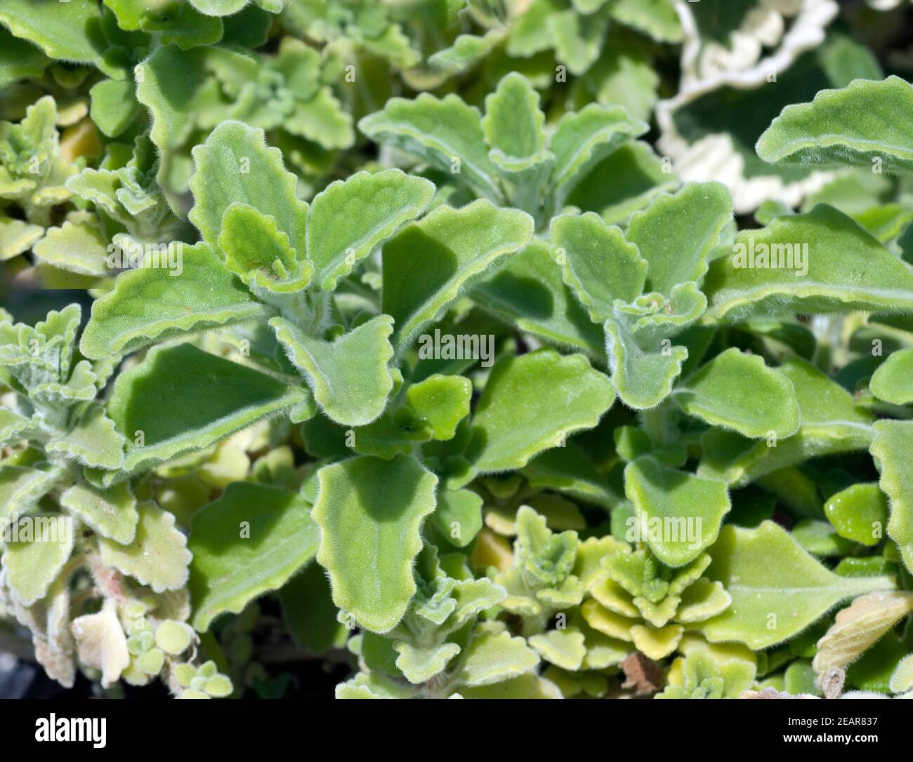 Mentholpflanze Coleus especie Foto de stock