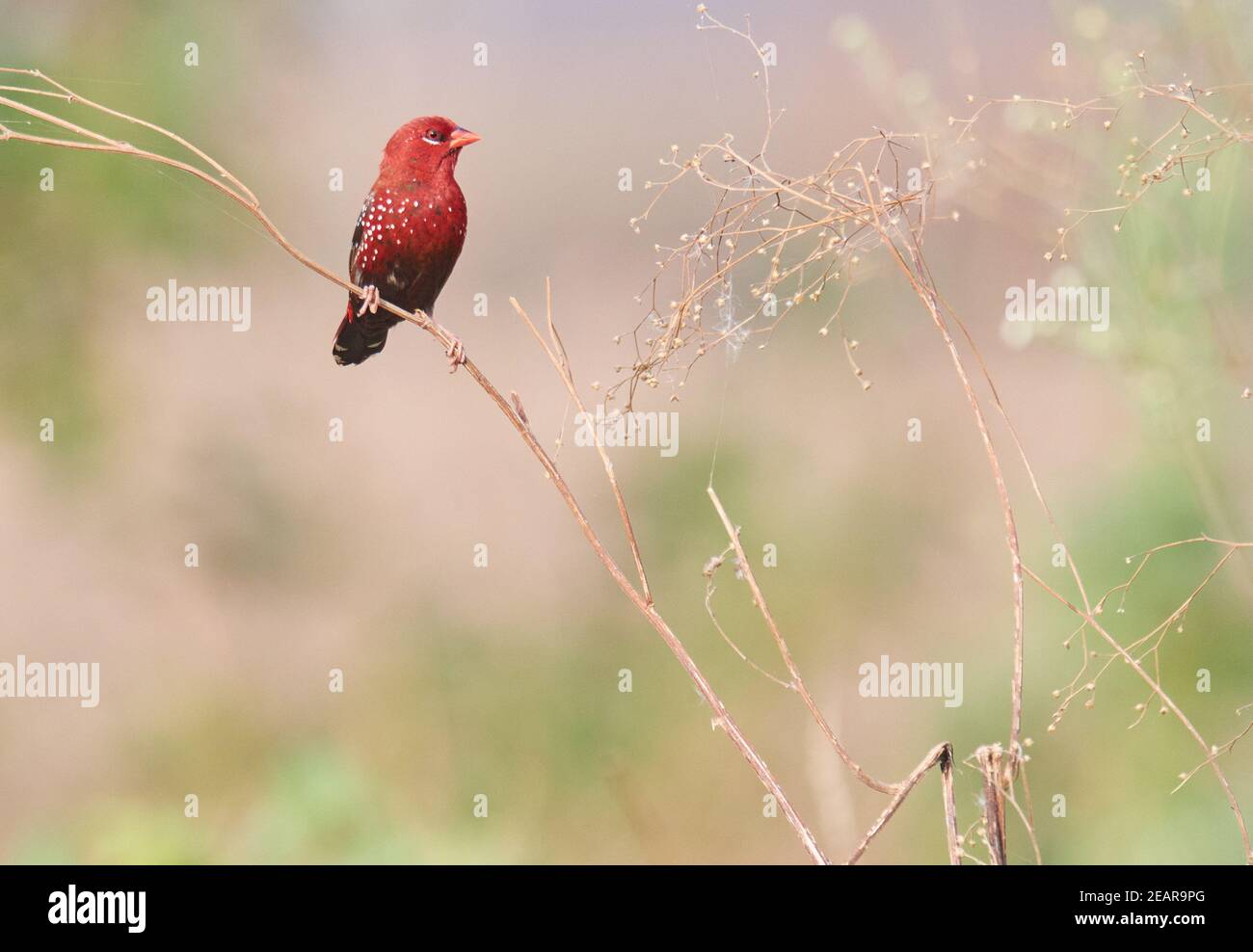 Los colores son las sonrisas de la naturaleza --avadavat rojo (Amandava amandava) Foto de stock