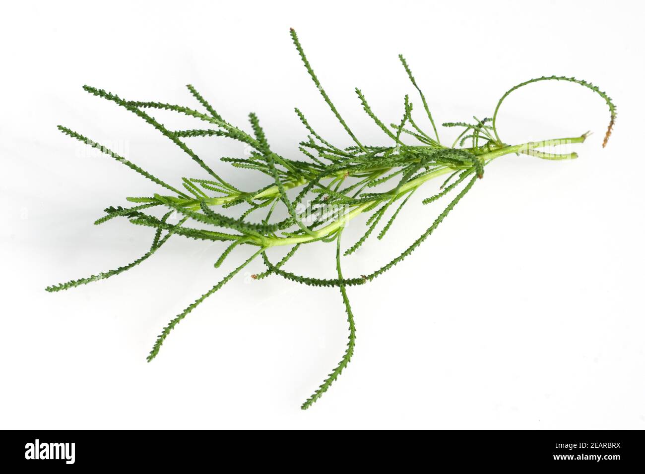 Olivenkraut, Santolina viridis Foto de stock