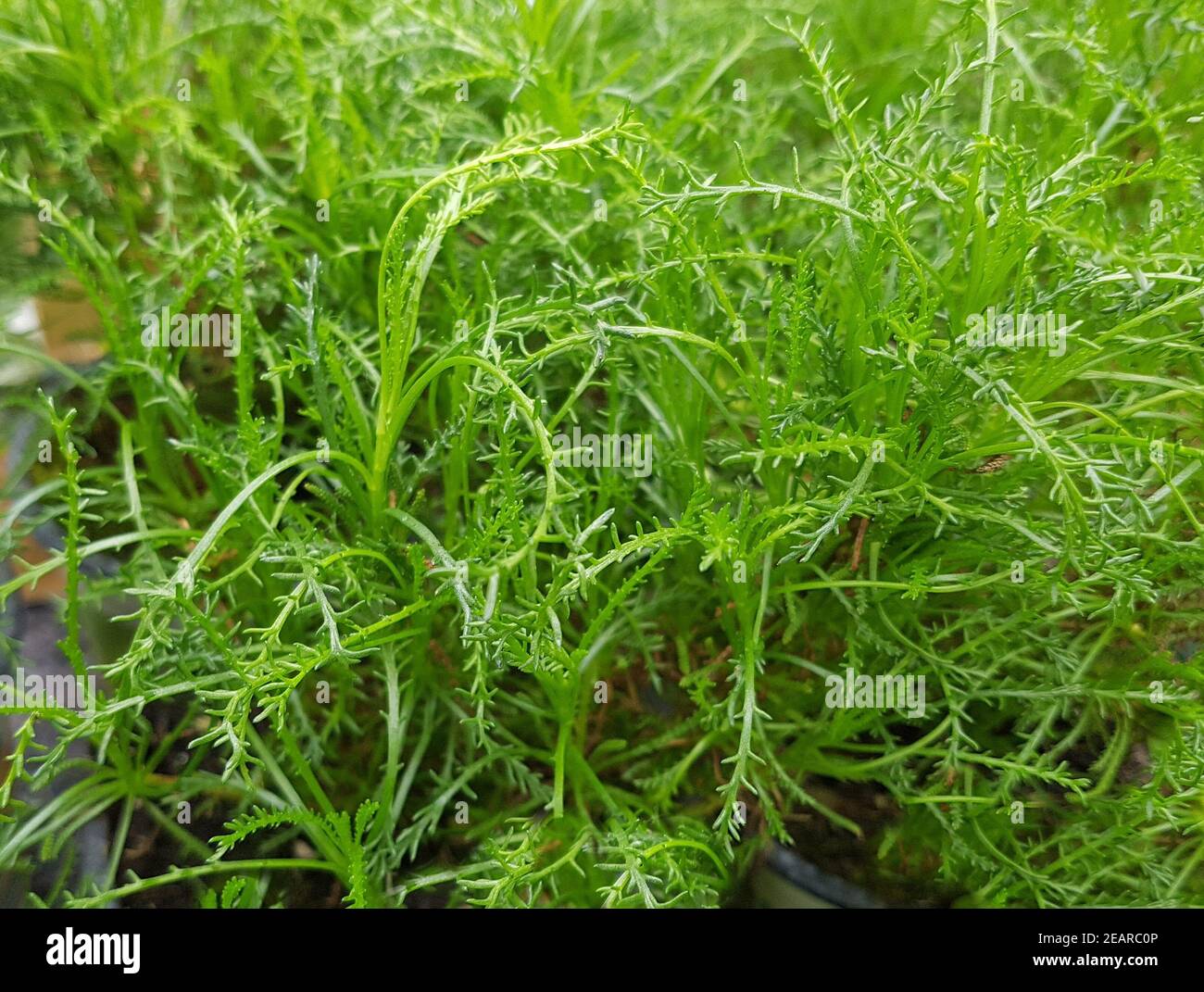 Olivenkraut, Santolina, viridis Foto de stock