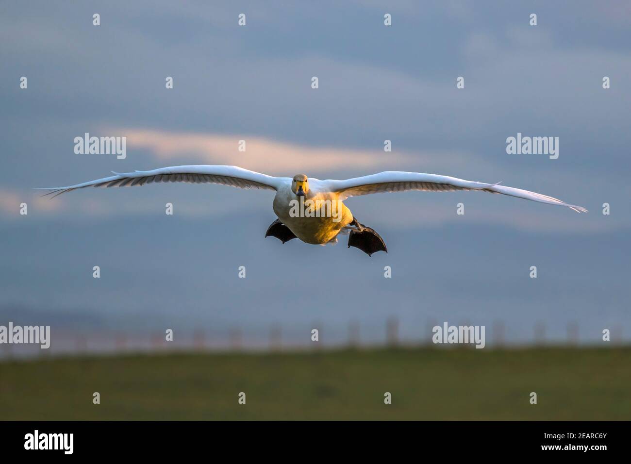 El cisne de la gasa (Cygnus cygnus) en vuelo, la WWT de Caerlaverock, Dumfries & Galloway, Escocia, Reino Unido Foto de stock