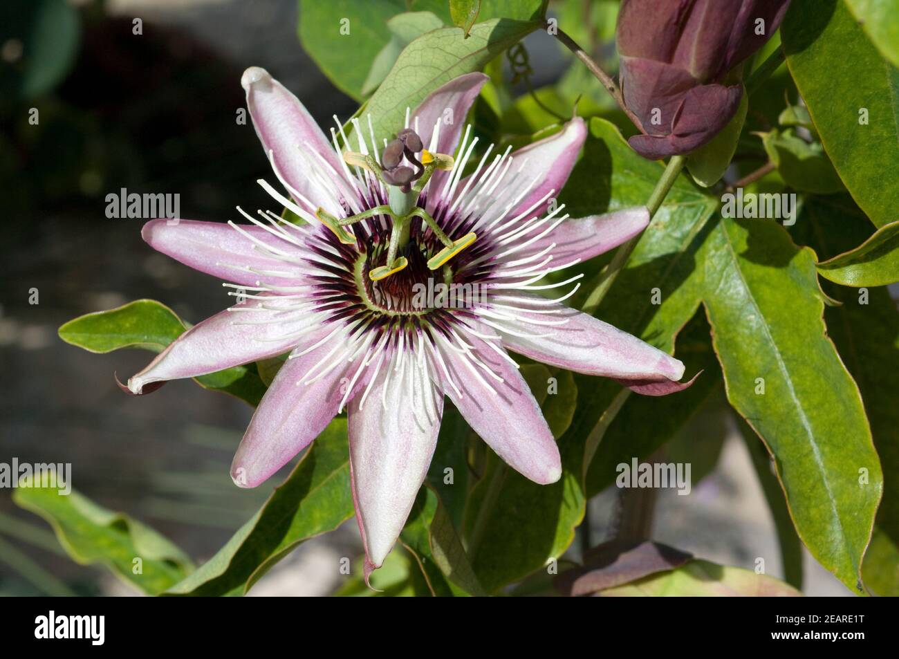 Passionsblume, Passiflora * belotti Foto de stock