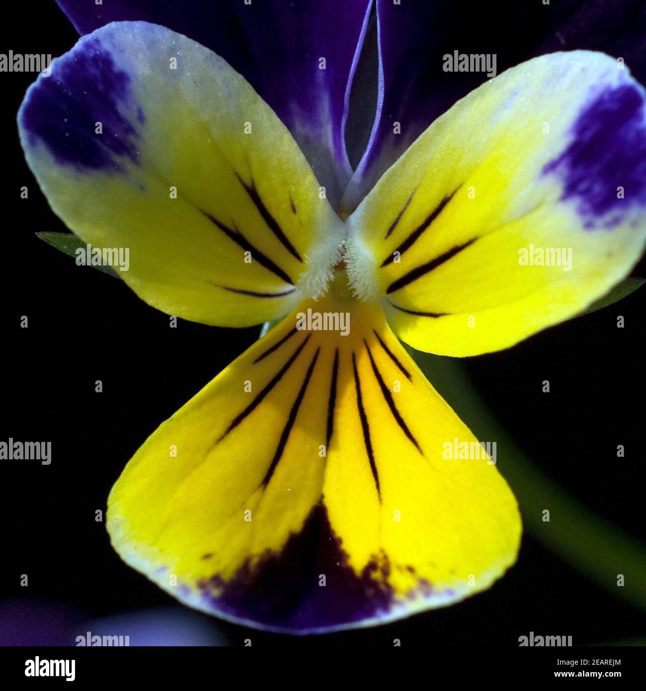 Stiefmuetterchen, Viola tricolor Foto de stock