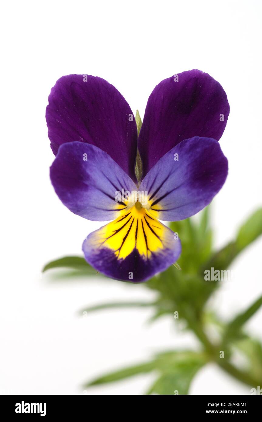 Stiefmuetterchen, Viola tricolor Foto de stock
