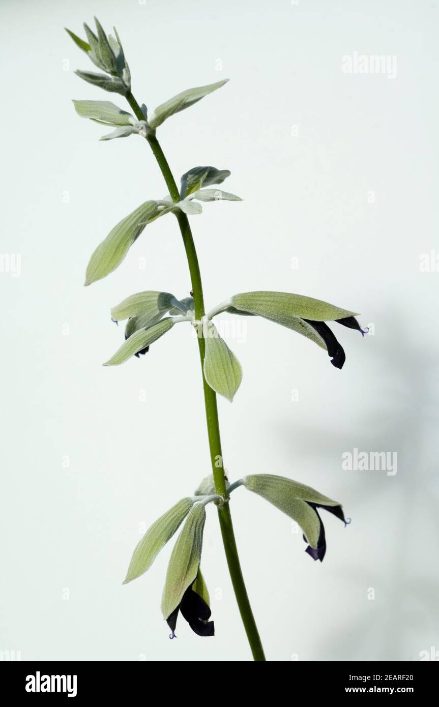 Peruanischer Salbei Salvia discolor Foto de stock