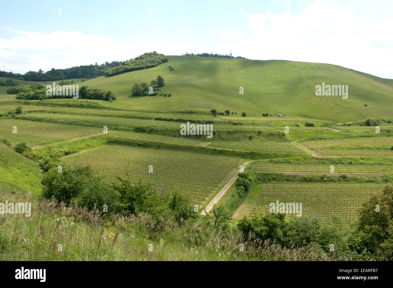 Weinberge, Haselschacher, Buck, Alt-Vogtsburg Foto de stock