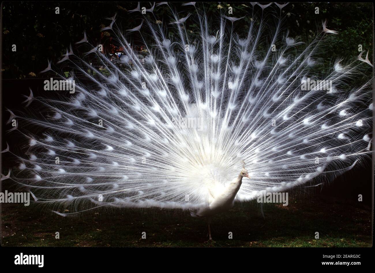 Weisser Pfau, Hochzeitspfau Foto de stock