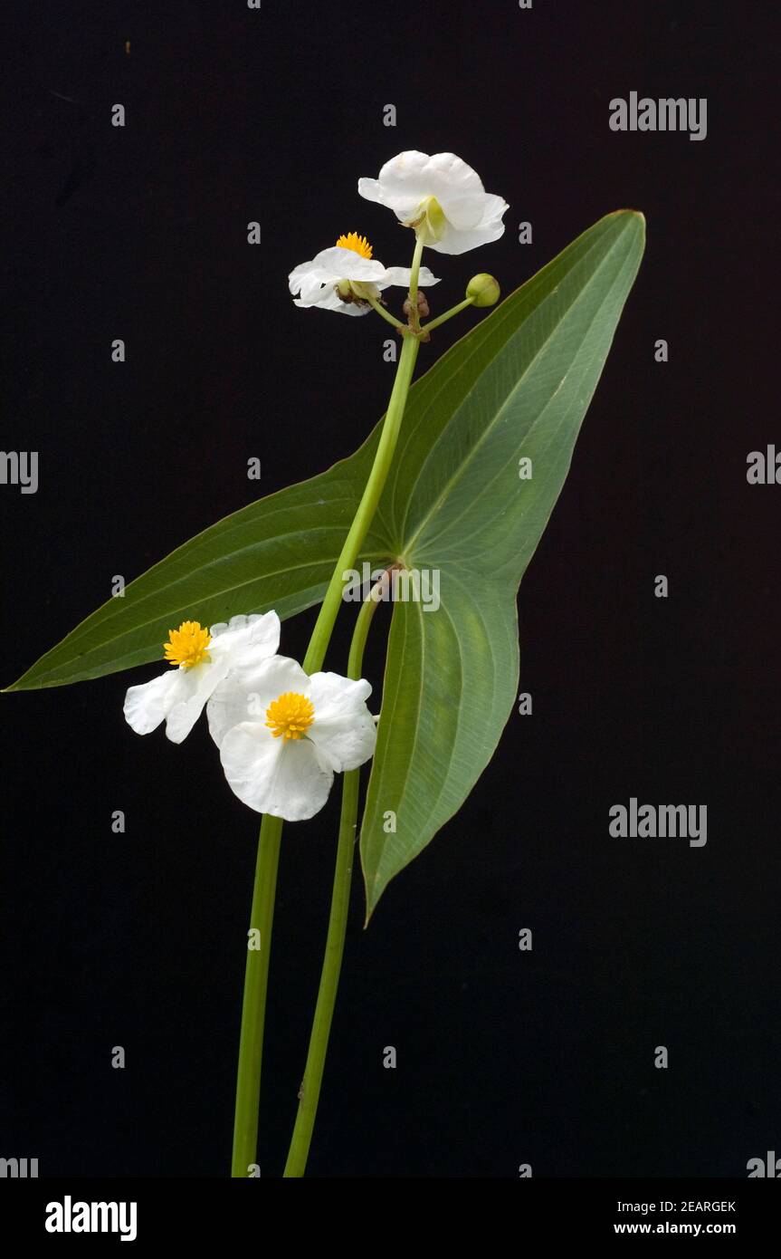 Pfeilkraut, Sagittaria sagittifolia Foto de stock