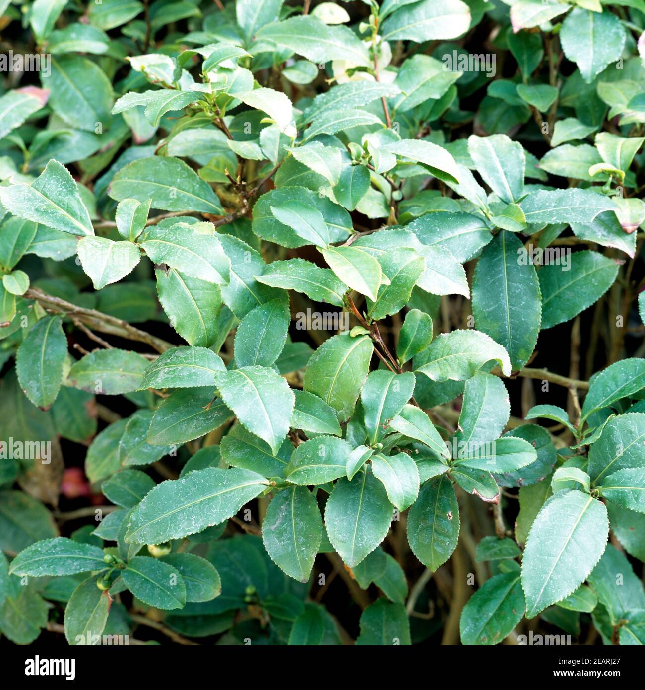 Teepflanze Camellia sinensis Foto de stock