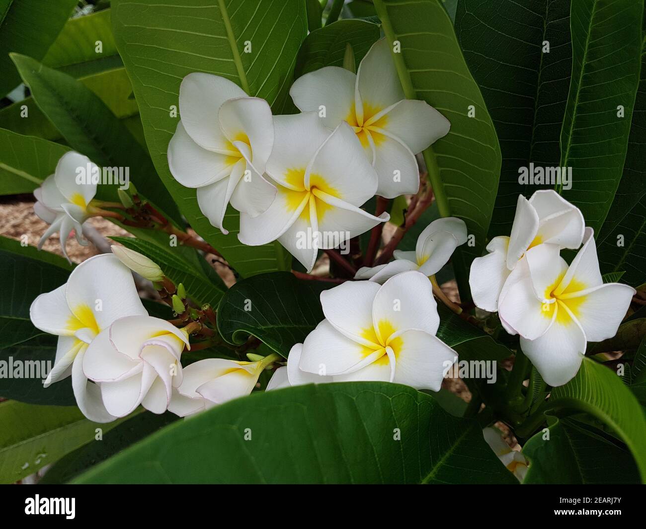 Plumeria, frangipani Foto de stock