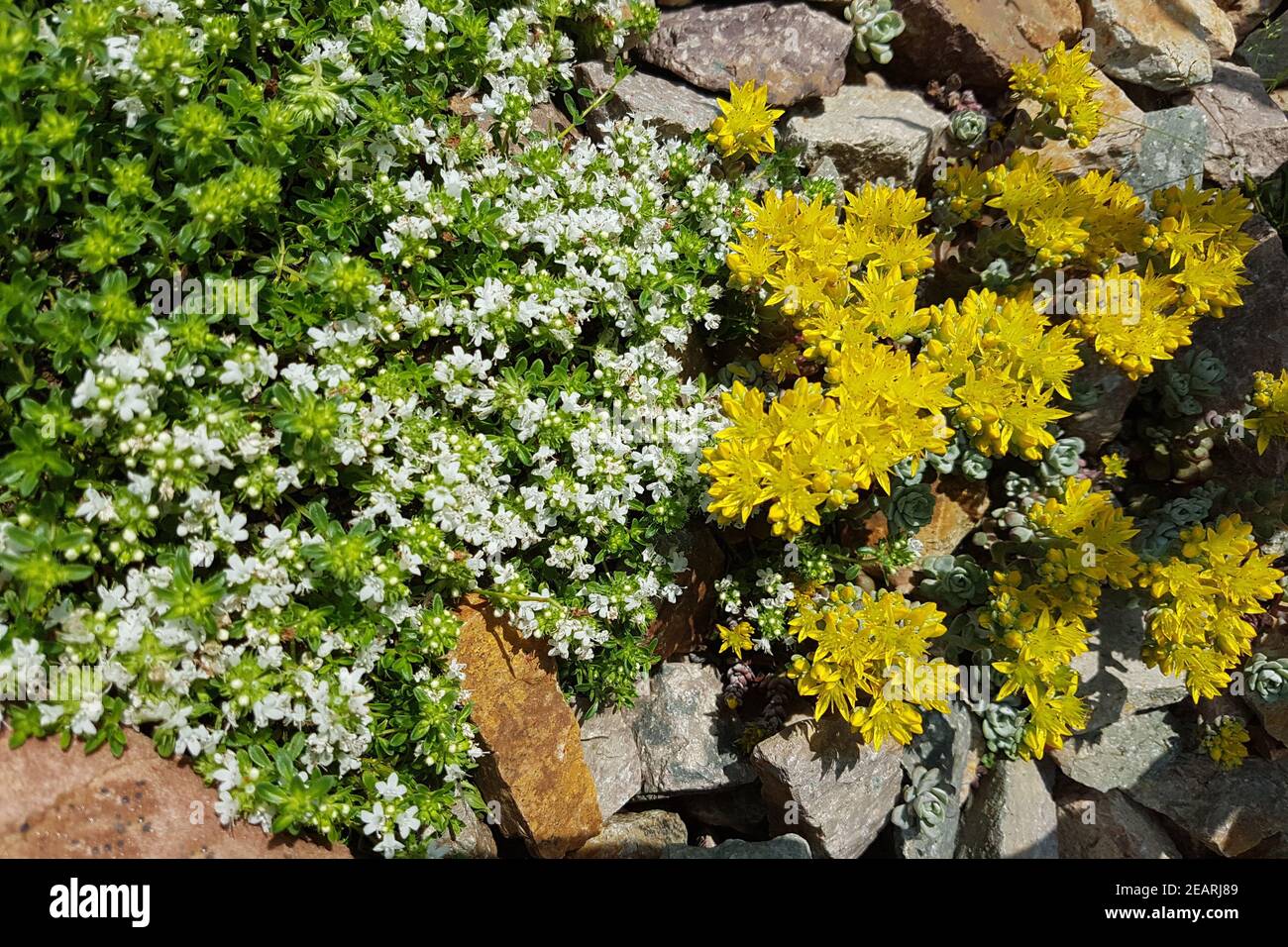 Thymus vulgaris, Gewuerz, Heilpflanze, Kraeuter Foto de stock