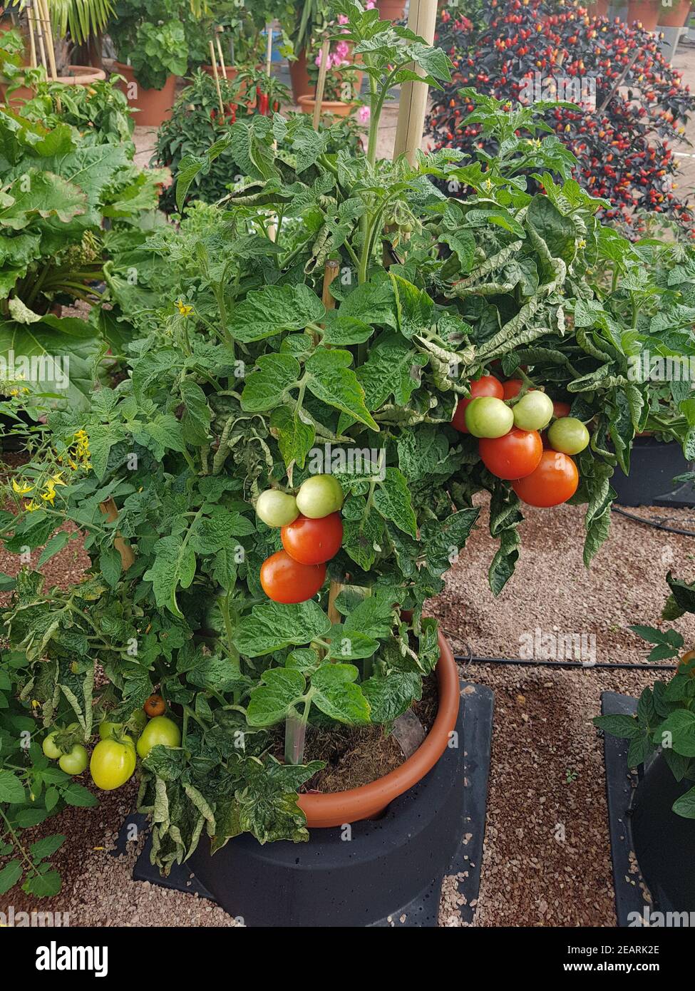 Topftomate, Bogus Fruchta, Balkon-Tomate Foto de stock