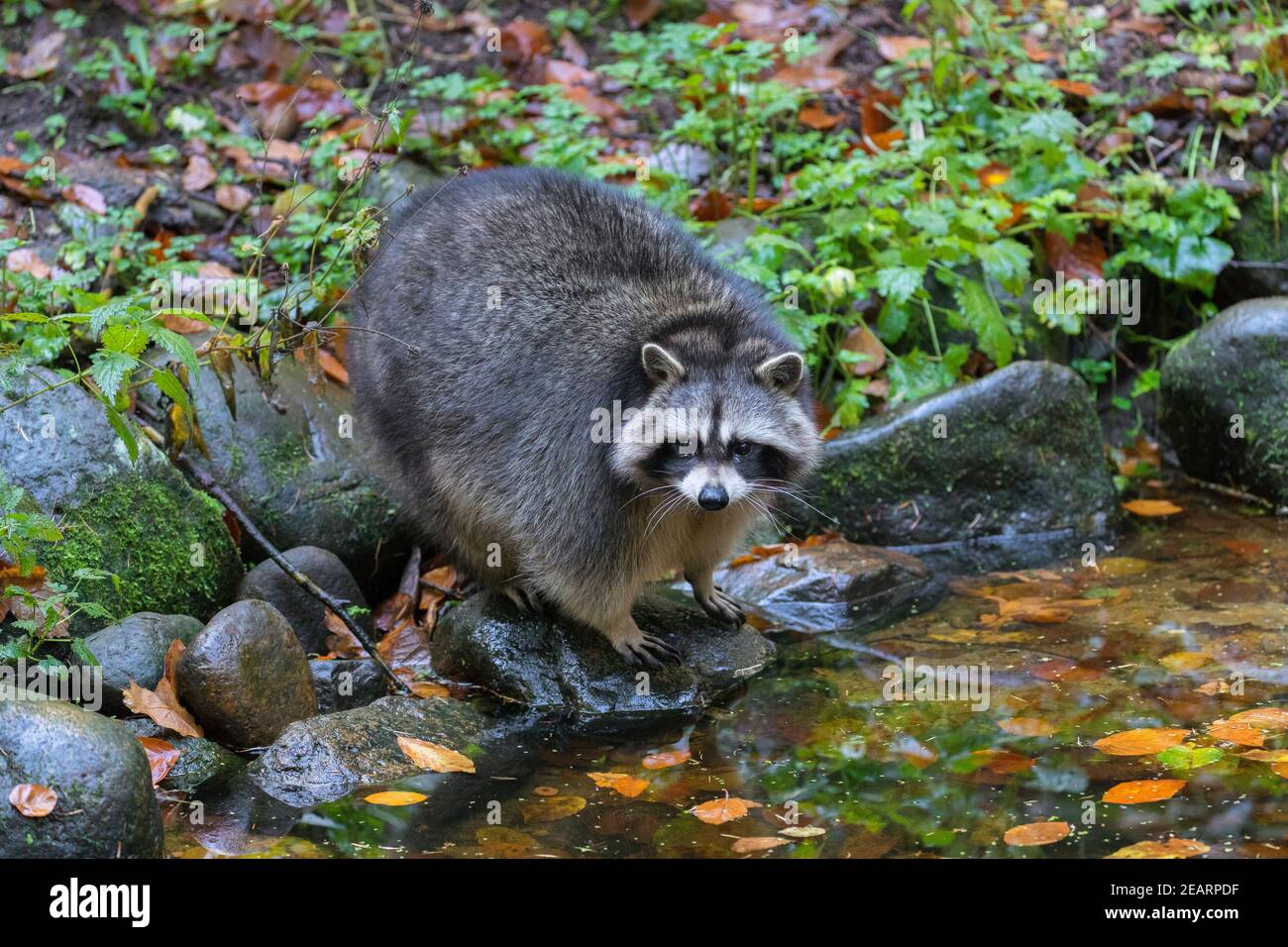 Mapache (Procyon lotor), especie invasora nativa de Norteamérica, forrajeando a lo largo del arroyo / arroyo Foto de stock